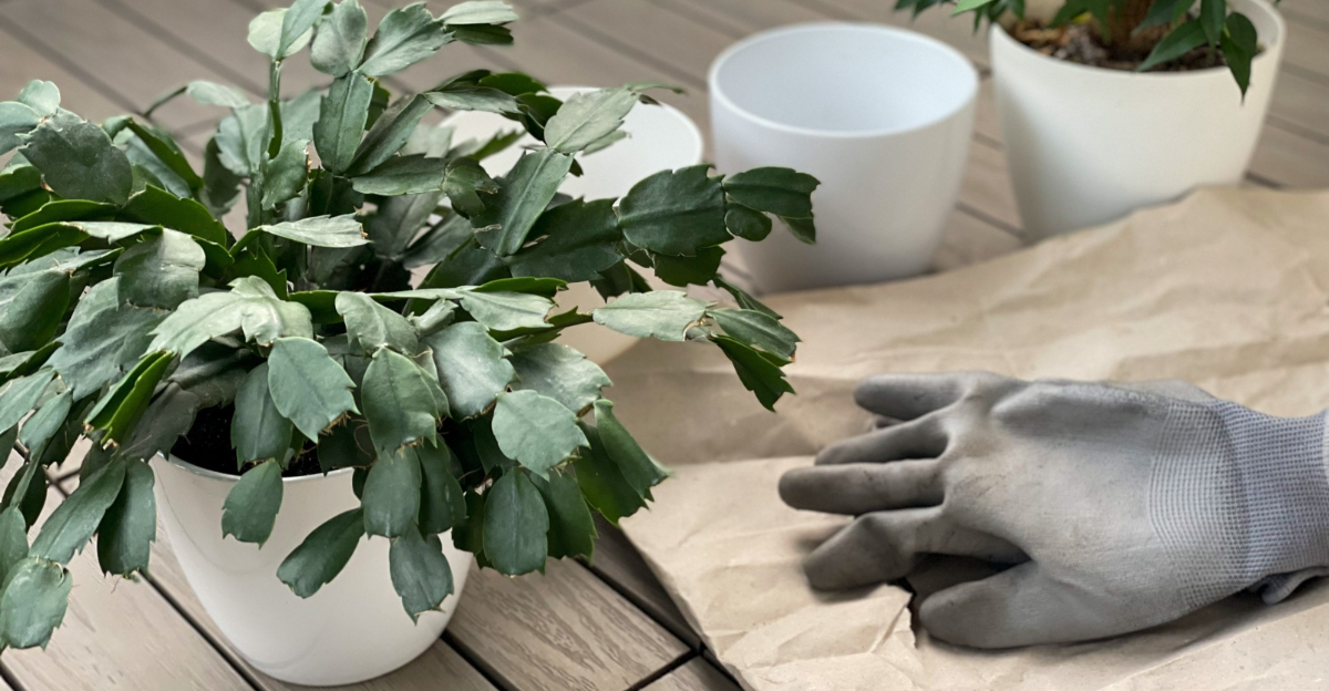 7 Christmas Cactus Care Tips For Minnesota Plants Past Bloom Season