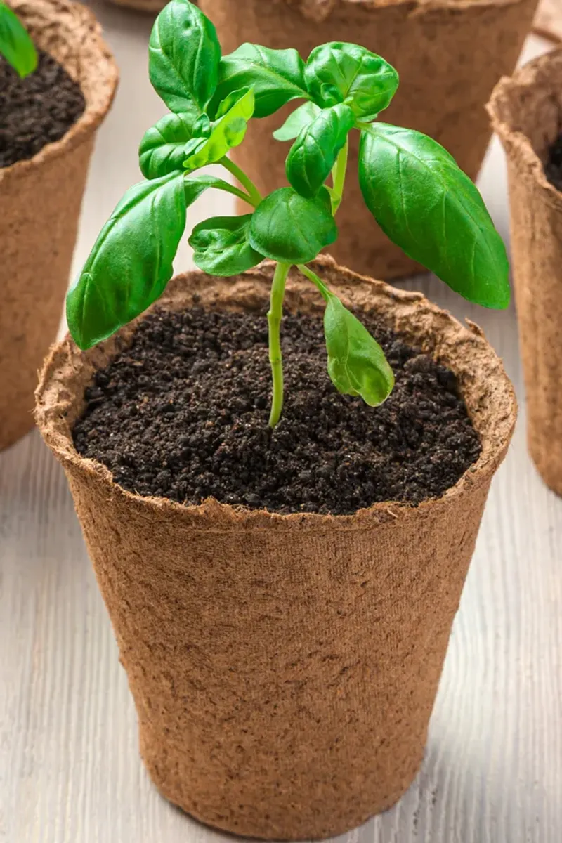 Create Deep Root Tubes For Strong Seedlings