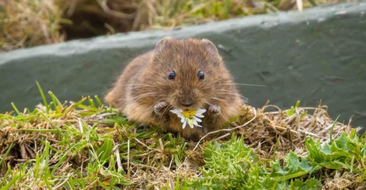 vole eating flower