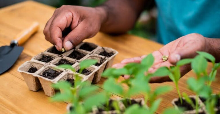 seed starting indoors