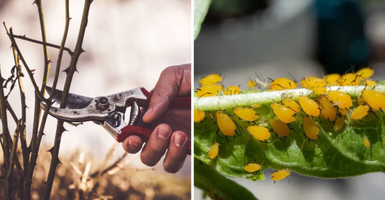 gardener prunes a branch and pest infection on a plant