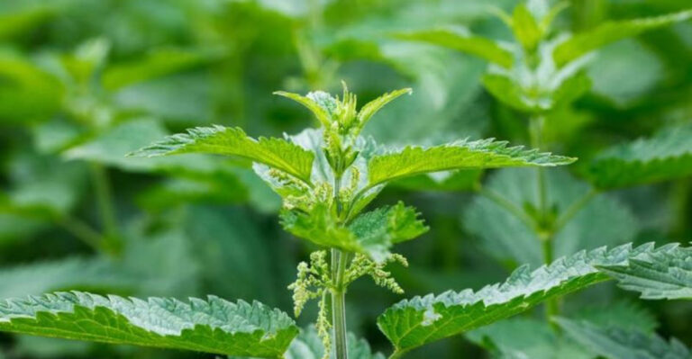 Stinging Nettle