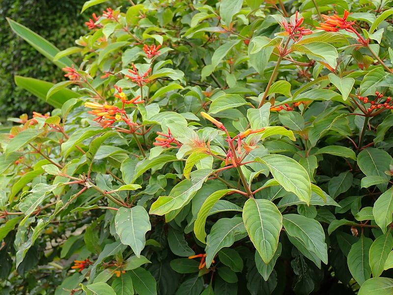 Firebush (Hamelia patens)