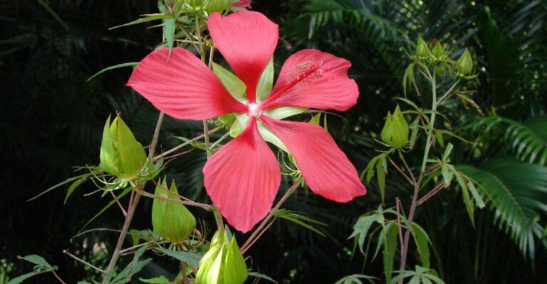 native florida hibiscus