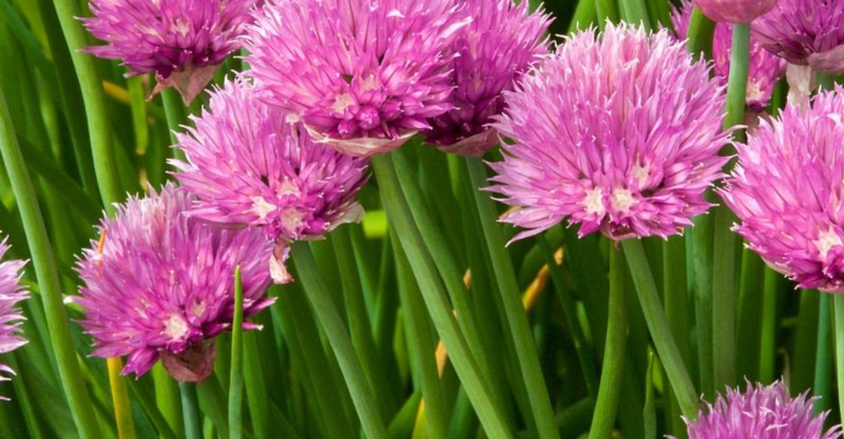 chives