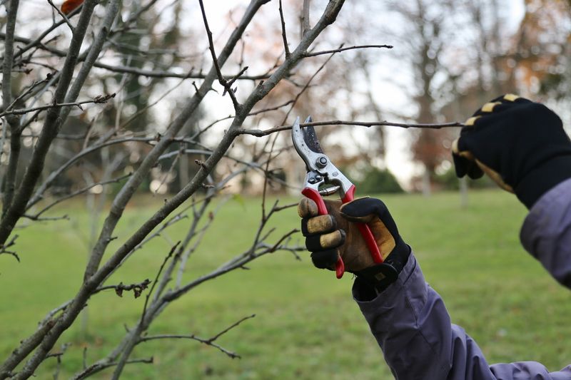Prune Fruit Trees And Berry Bushes