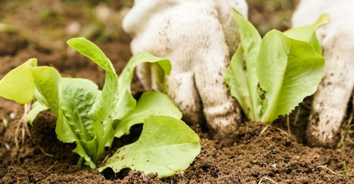 planting lettuce