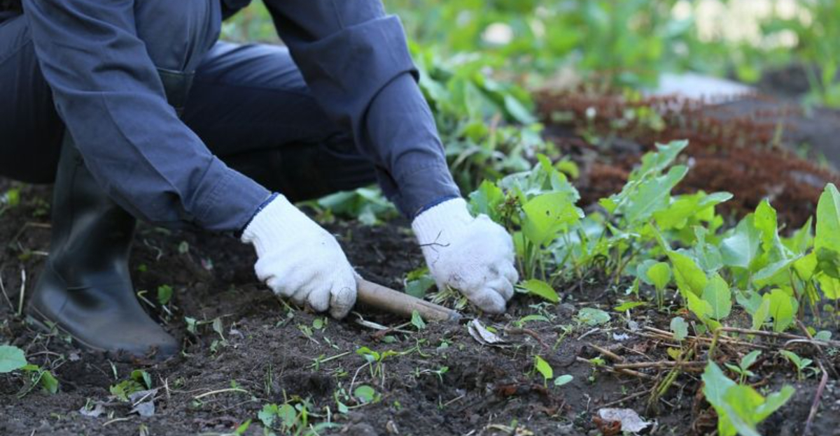 controling weeds