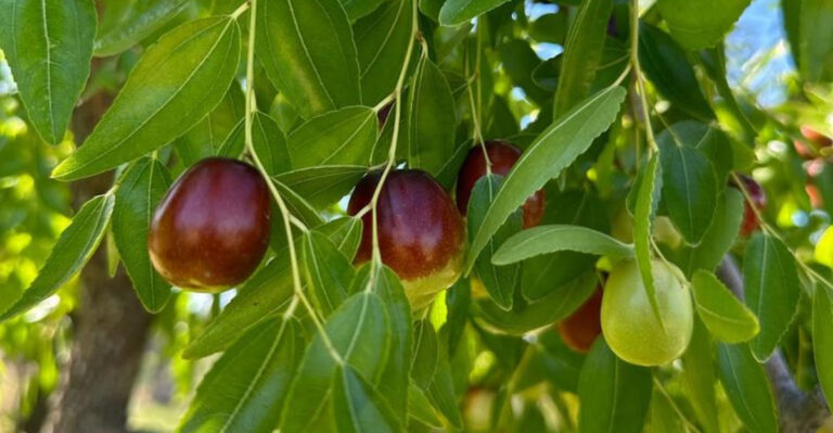 Jujube Tree