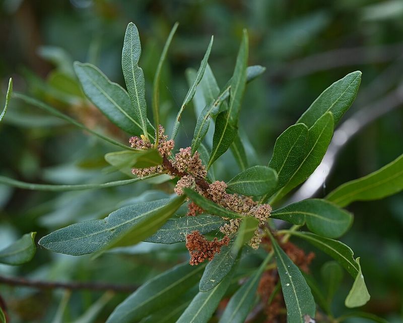 Wax Myrtle (Myrica cerifera)
