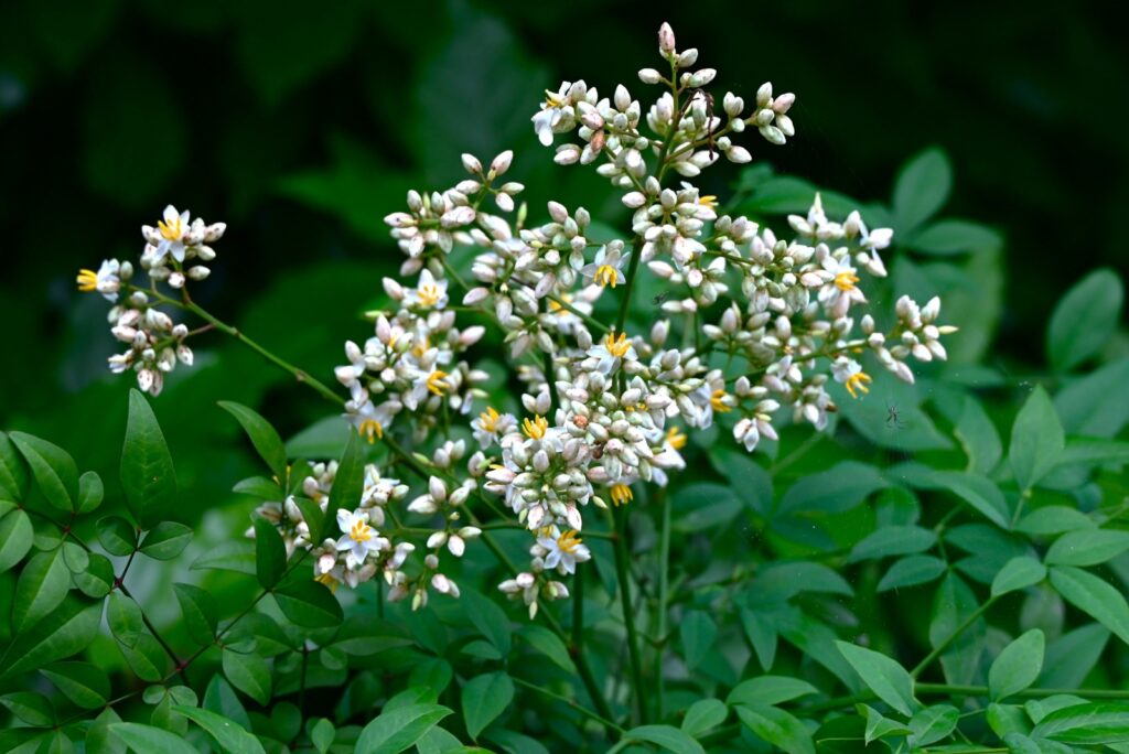 nandina domestica