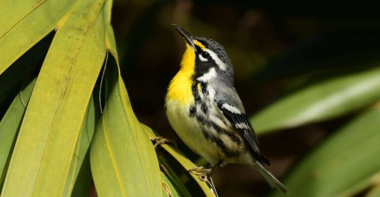 Yellow-throated Warbler rests on the leaves of sabal palmetto