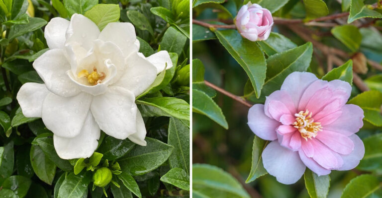 gardenia and camellia flower