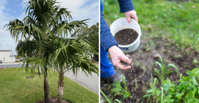 palm tree and vegetable garden fertilization