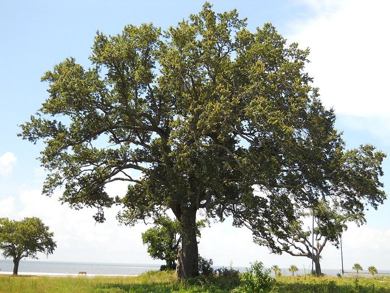 Live Oak (Quercus virginiana)