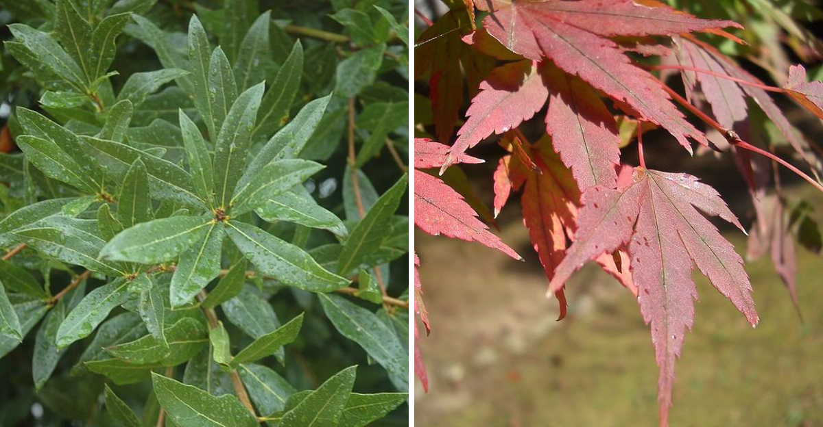 Laurel Oak and red maple leaves