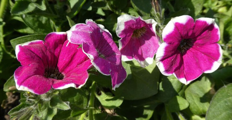 petunia in bloom