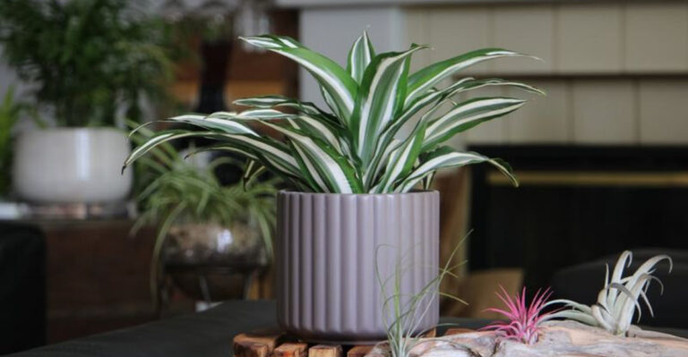 houseplant (featured image)
