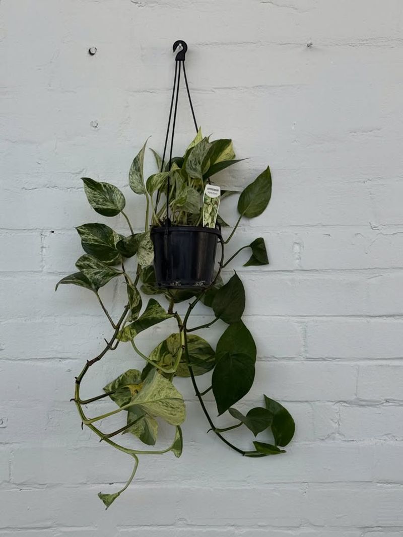 Pothos (Epipremnum Aureum)