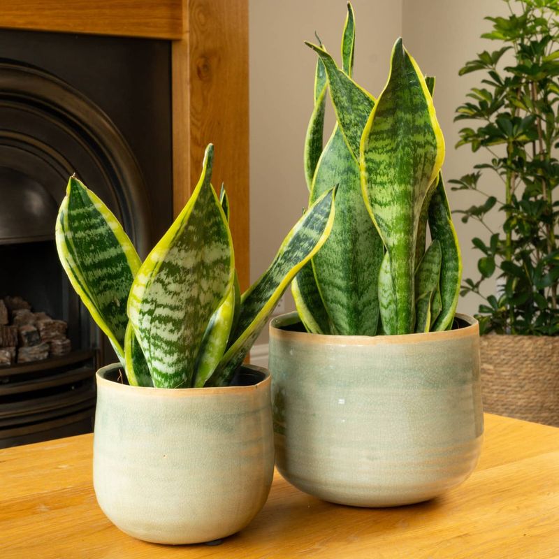 Snake Plant (Sansevieria)