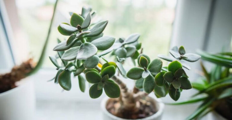 jade plant
