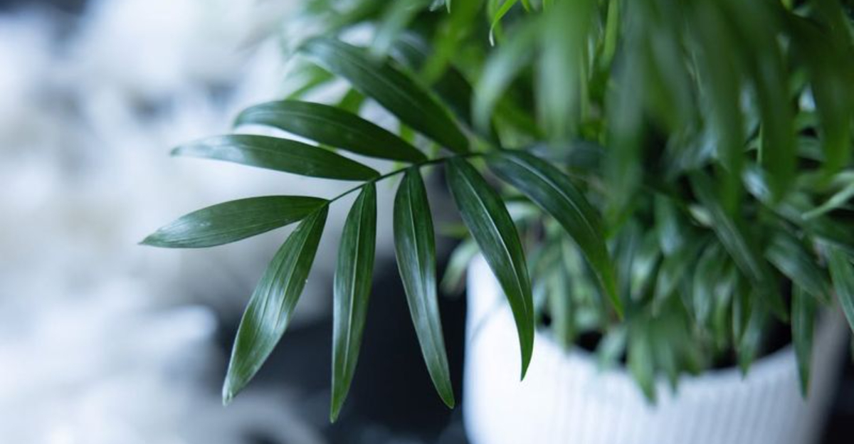 7 Key Things You Should Do For Your Houseplants During January In New York