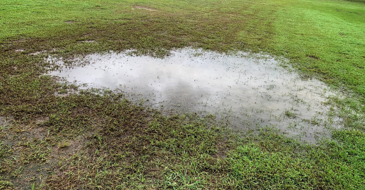 waterlogged lawn (featured image)
