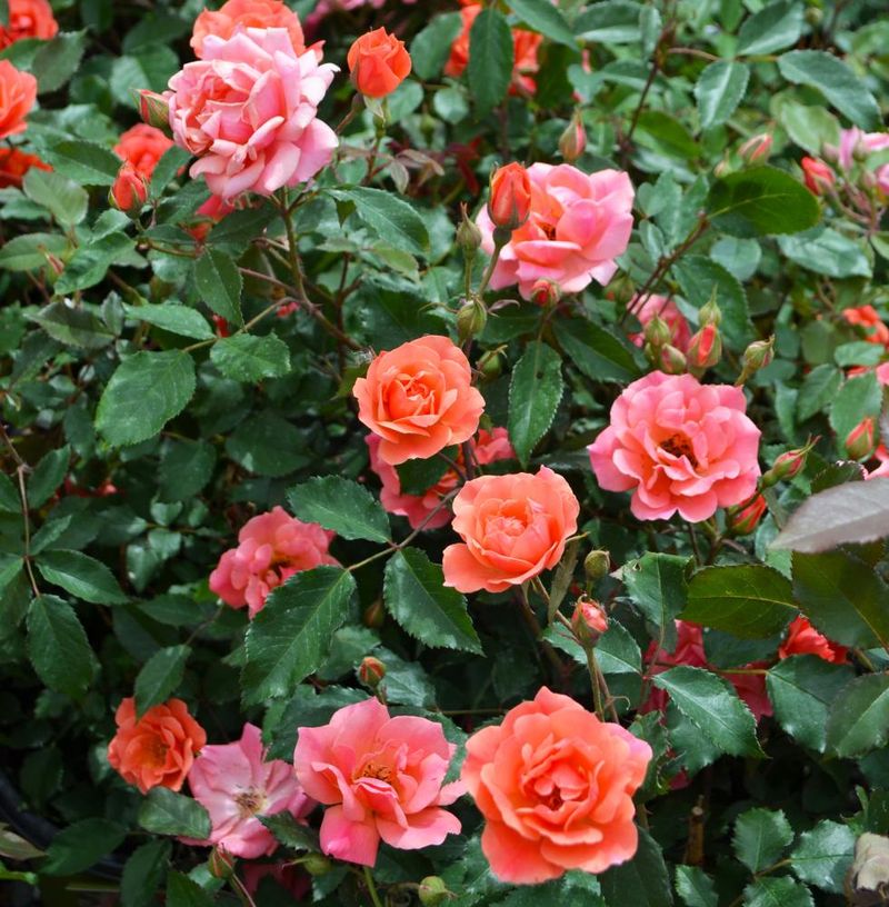 Roses (Hybrid Tea, Floribunda, Knock Out Types)
