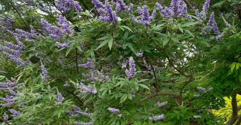 vitex chaste tree