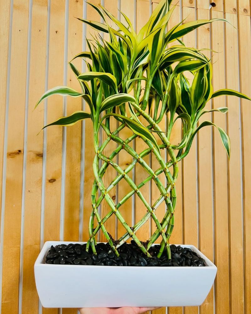 Lucky Bamboo Brings Prosperity And Positive Energy