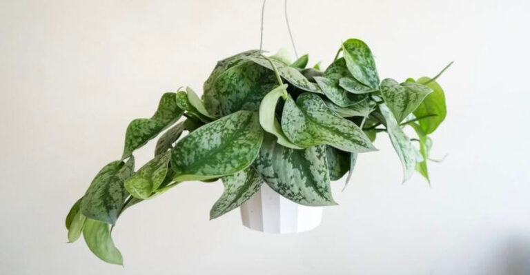 pothos plant