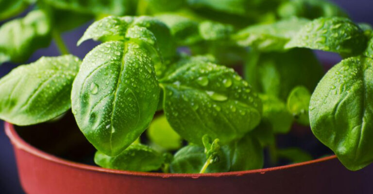growing basil