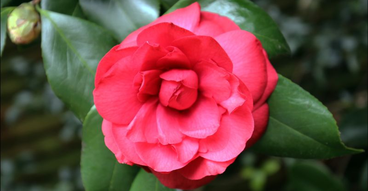 7 Must-Visit Gardens For Camellias This Winter In California