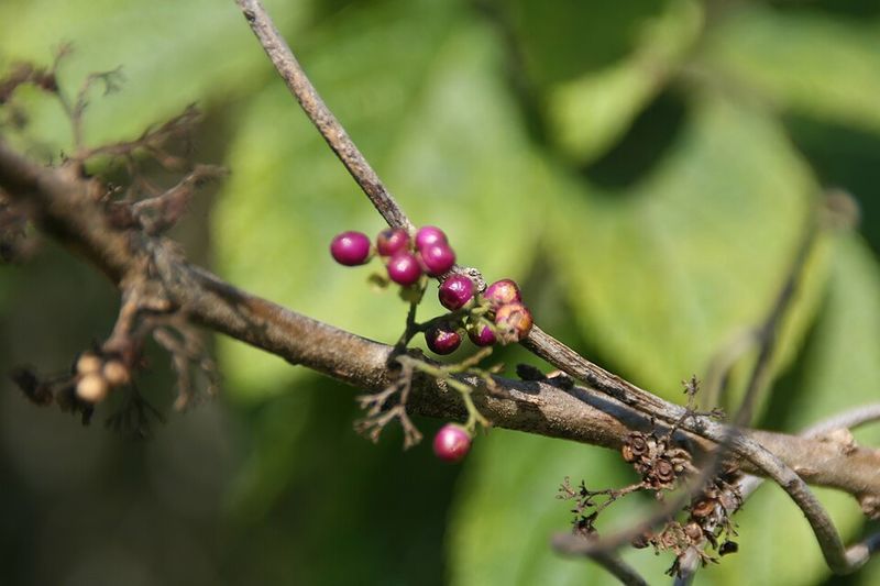 American Beautyberry (Callicarpa americana)