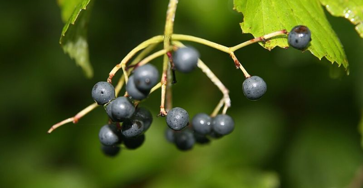 Arrowwood viburnum berries