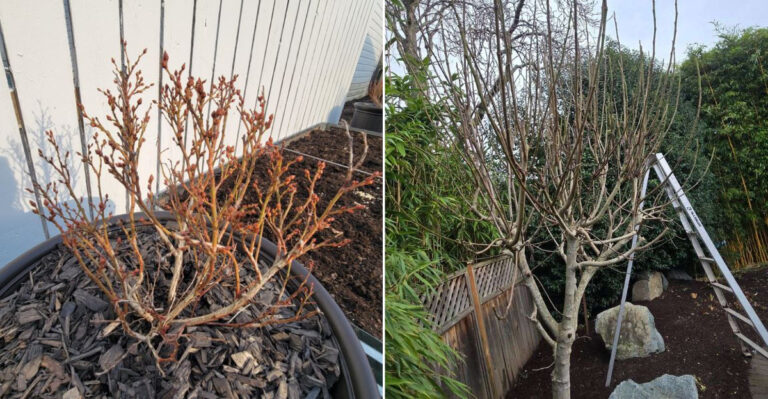 ready to prune plants