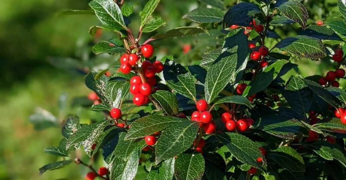 7 Pennsylvania Winter Garden Plants That Deer Typically Avoid