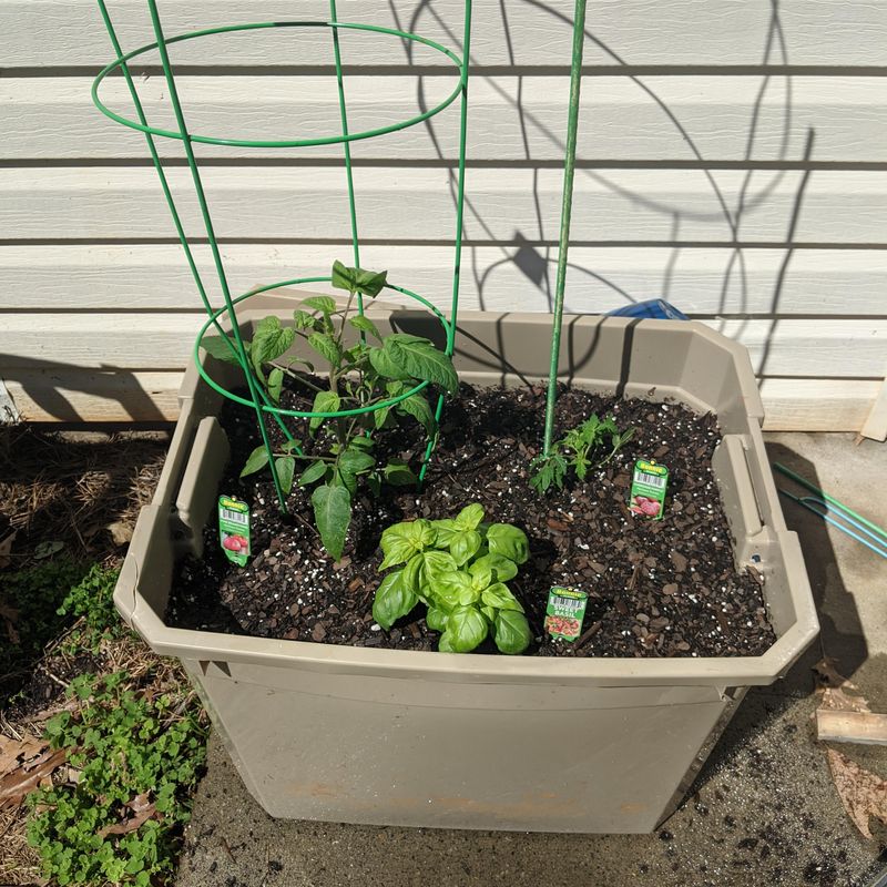 Tomatoes And Basil