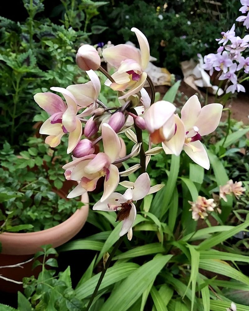 Orchids (Bright Shade Outdoors)