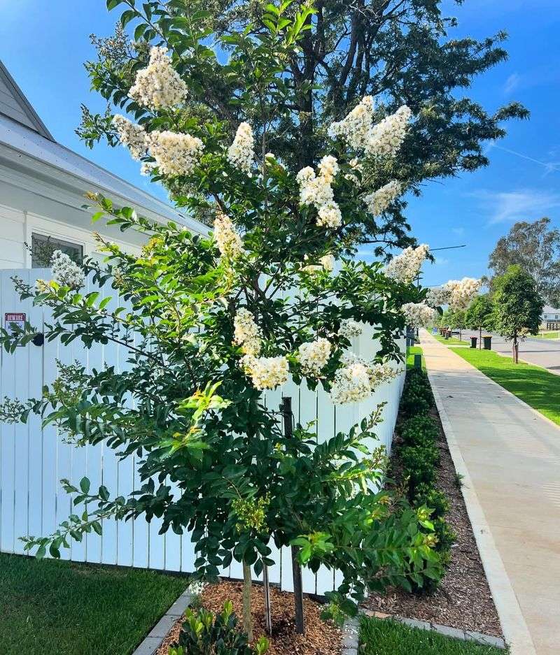 Crape Myrtle Trees
