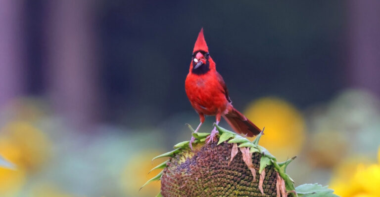 cardinal bird on a sunflower