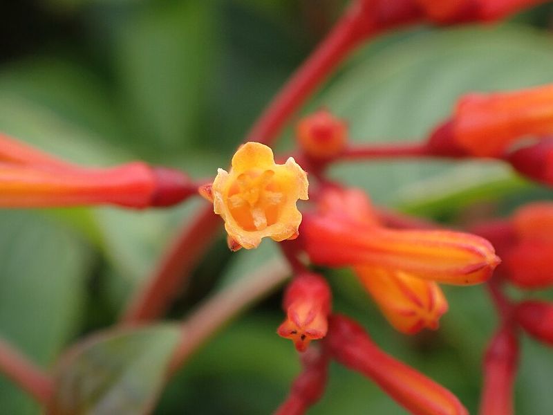 Firebush (Hamelia patens)