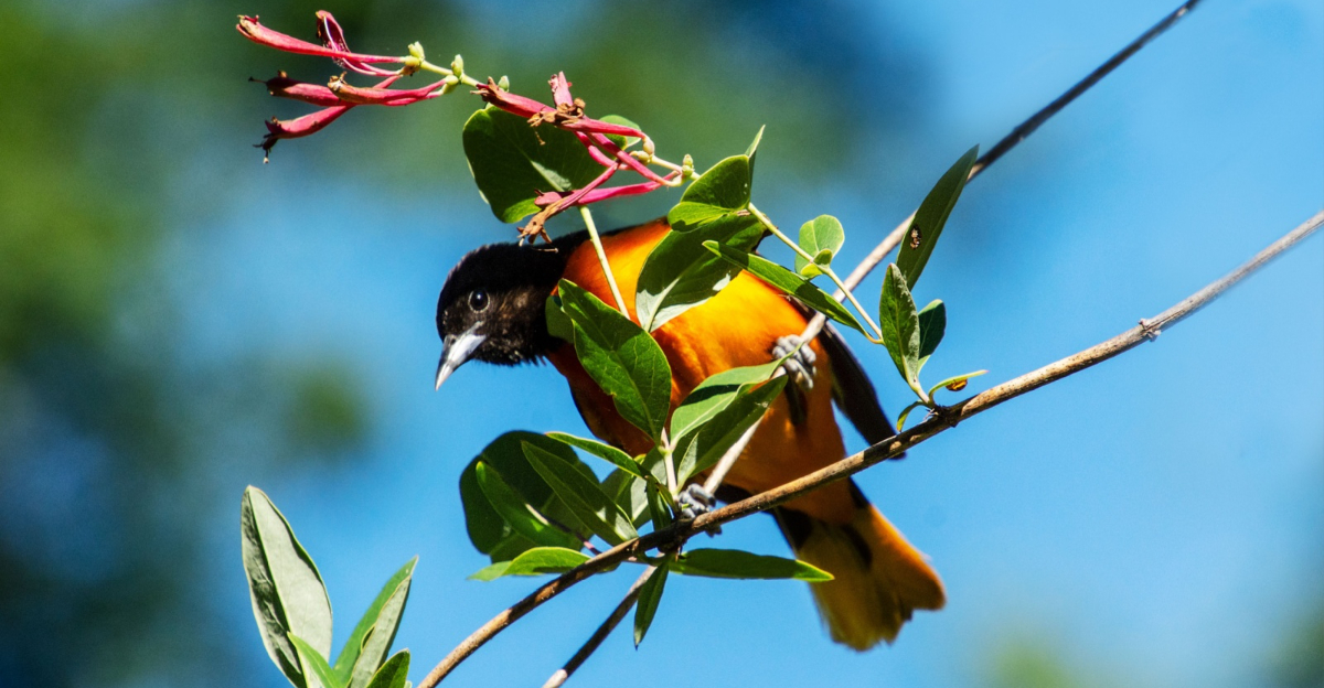 baltimore oriole on coral honeysuckle