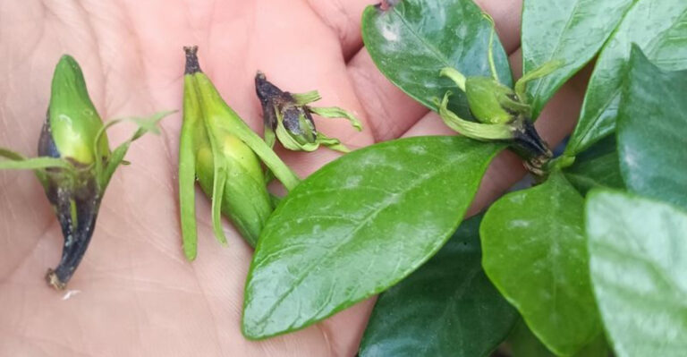 gardenia flower buds