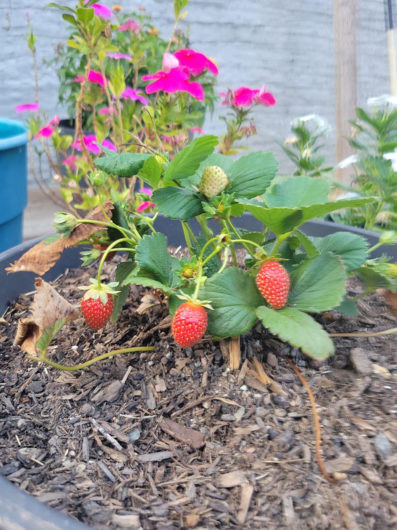 Choose Florida-Adapted Strawberry Varieties