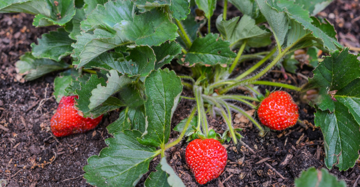 strawberry plant garden