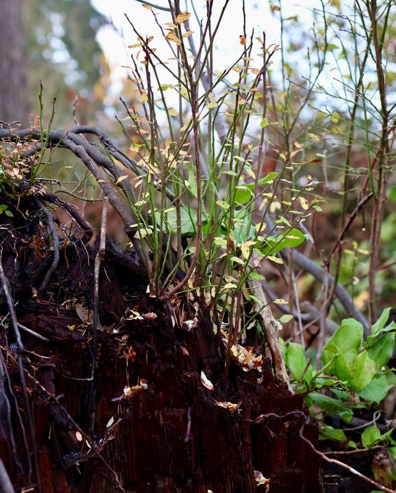 New Shoots Keep Sprouting Around The Stump