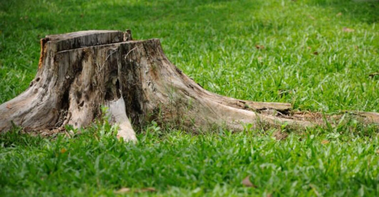 tree stump