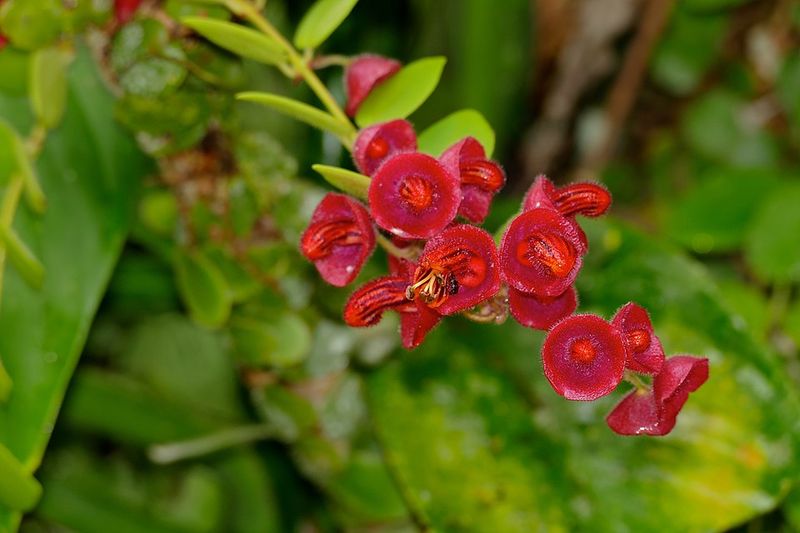 Choose Healthy Stems For Fast Rooting