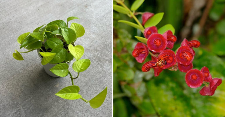 lipstick plant leaves and flowers